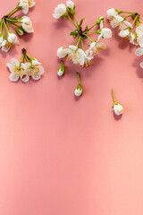 Fototapeta premium soft floral arrangement with cherry blossoms on pink surface