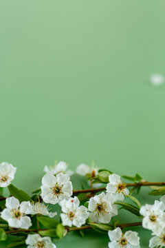 gentle spring floral background with white blossoms and soft green tones