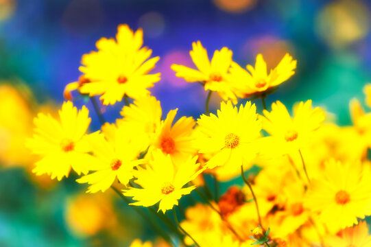 Nature background with spring flowers. Selective and soft focus. Close up.