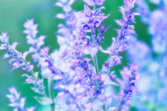 Nature background with spring flowers. Selective and soft focus. Close up.