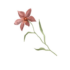 Obraz premium Watercolor Illustration of a Single Pink Flower