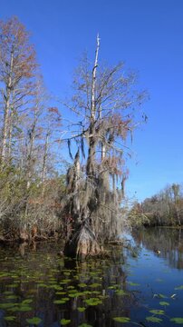 Autumn landscape of the Okefenokee National Wildlife Refuge, a freshwater wetland in Georgia, USA.