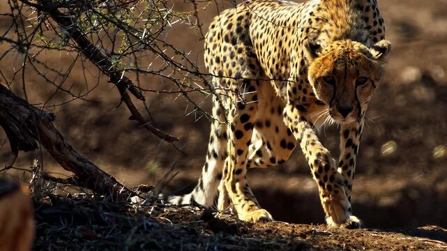 Cheetah stalks through thorny branches with jackals nearby in African savanna