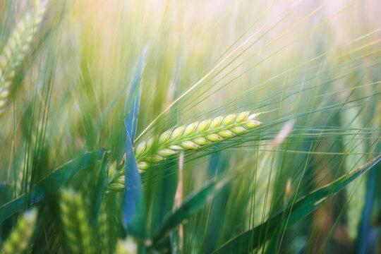  Closeup of cereal grain. Plant background.