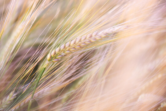  Closeup of cereal grain. Plant background.