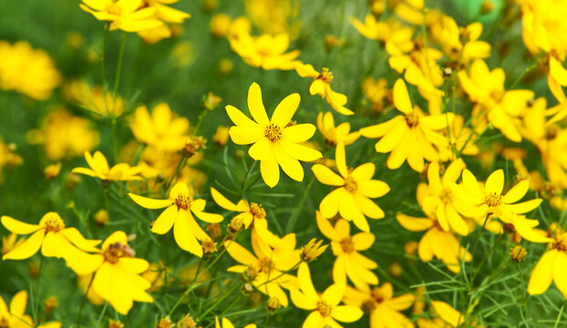 Nature background with spring flowers. Selective and soft focus. Close up.