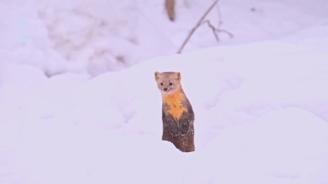 Sable in the Snow