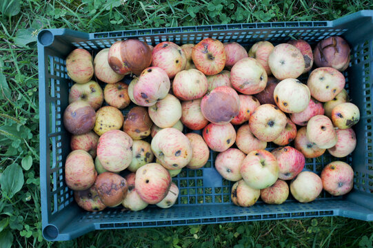 Fresh apples in a plastic crate starting to rot and decay