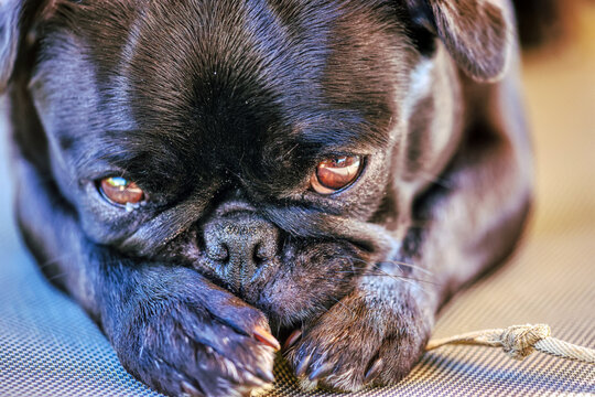 Mopshund Portrait