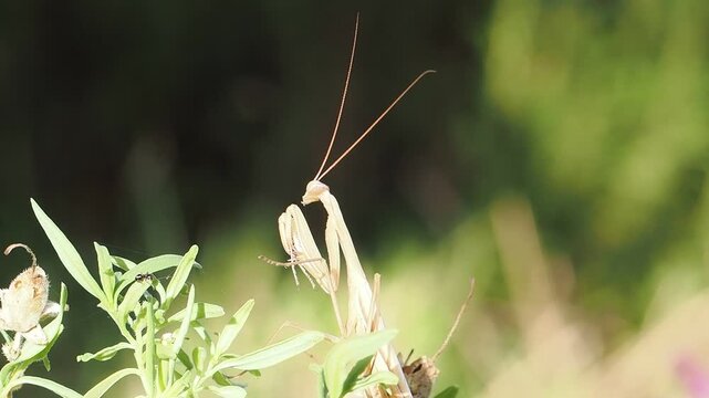 raying mantis cleaning itself after molting, pale beige insect