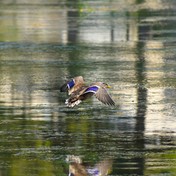 Duck Flying over Water with Wings Flapping