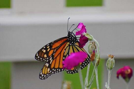 Monarch Butterfly on a Pink Flower