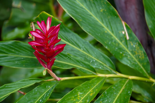 Vibrant red ginger flower blooming amidst lush green tropical foliage