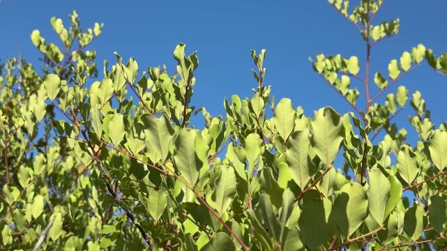 Carob Tree Leaves and Branches Against Blue Sky, Video