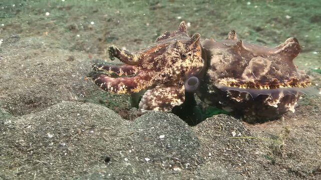 Flamboyant cuttlefish displays vibrant colors while moving across sandy seabed