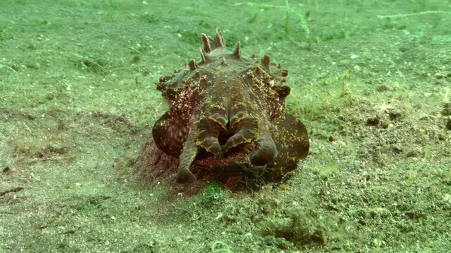Close-up underwater view of a cuttlefish camouflaged on a sandy seabed