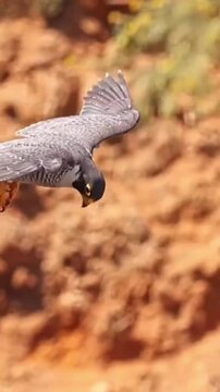 Fast flying peregrine falcon hunting prey in nature