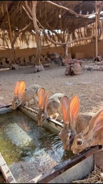 Group of rabbits drinking water in enclosure