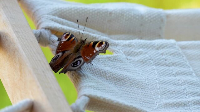 A close up of a colourful peacock butterfly on a white fabric hammock illustrats calm and slow paced outdoor living.