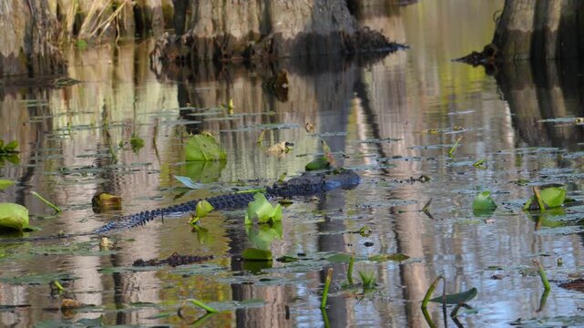 American alligator (Alligator mississippiensis) swimming among wetland vegetation in Okefenokee National Wildlife Refuge, Georgia, USA