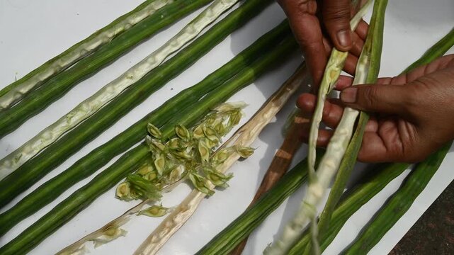 The Moringa oleifera tree is highly nutritious and valued for its medicinal properties. Recent research from scientists reveals that moringa seed extracts can remove microplastics from drinking water