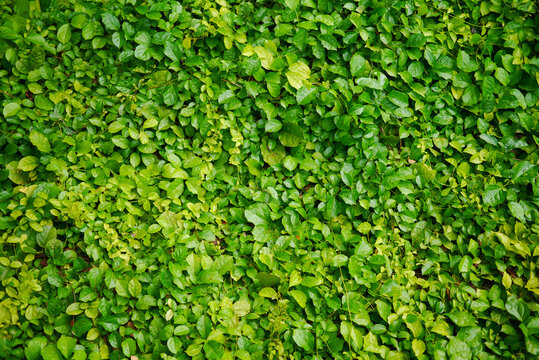 Tropical dark green leaves nature concepts background .
