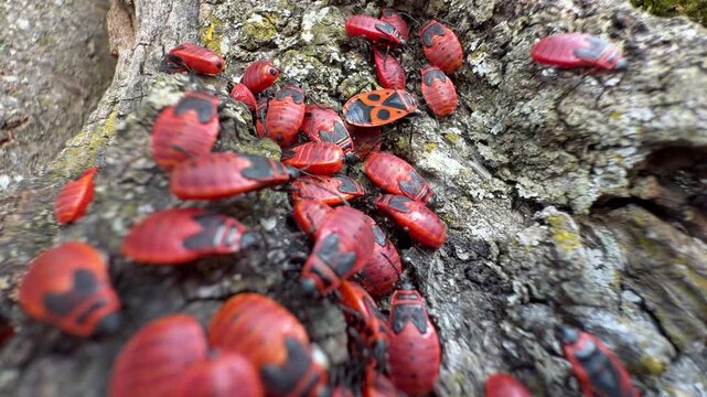 Firebug Colony Aggregating on Lichen-Covered Tree Bark, Macro