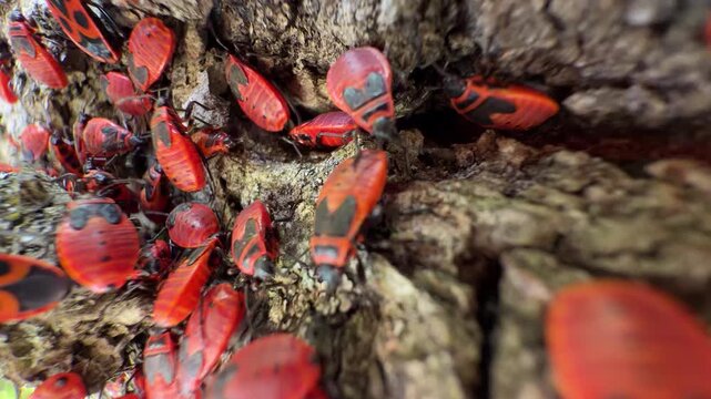 Large Firebug Colony Crawling on Rough Tree Bark, Macro Close-Up
