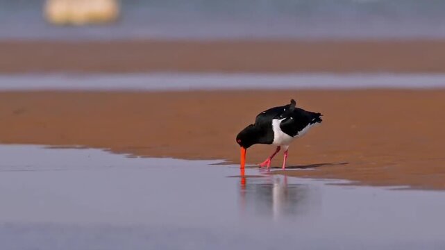 Eurasian Oystercatcher Foraging on Tidal Flat