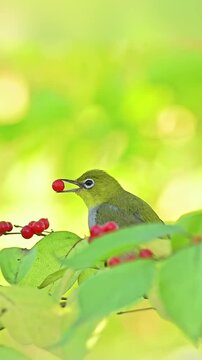 Chestnut-flanked White-eye Carrying Red Berry