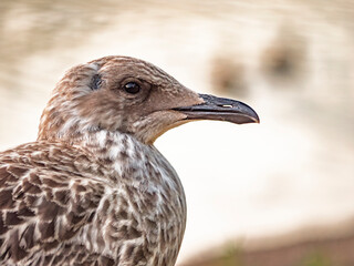 Close-up Profile Portrait of a Juvenile Seagull with Speckled Brown Feathers on a Softly Blurred Natural Background © LemPro Filming Life
