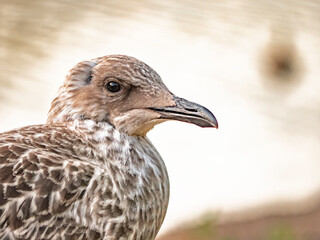 Close-up Profile Portrait of a Juvenile Seagull with Speckled Brown Feathers on a Soft Warm Background © LemPro Filming Life