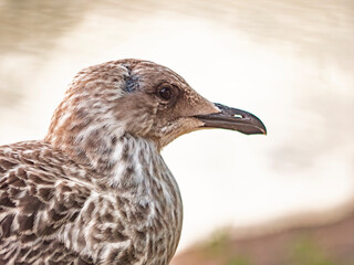Close-up profile portrait of a juvenile seagull with mottled brown feathers against a blurred soft background © LemPro Filming Life