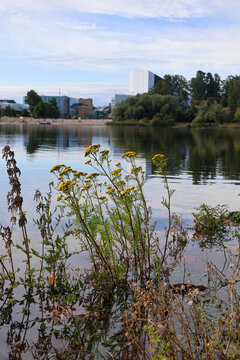 lake in the park