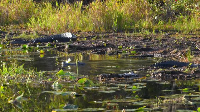 An American alligator (Alligator mississippiensis) swims among wetland vegetation in the Okefenokee National Wildlife Refuge, Georgia, USA.