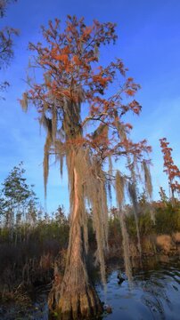 Autumn landscape of the Okefenokee National Wildlife Refuge, a freshwater wetland in Georgia, USA.