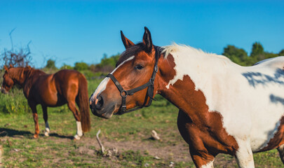 Piebald horse standing in a grassy meadow during sunset. Domestic animal enjoying outdoor pasture. Equine wildlife and rural farm lifestyle in golden hour light. © Anton Dios
