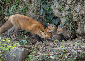 Fototapeta premium A wild red fox vixen nuzzles her two young kits at the entrance of a hidden rocky den.