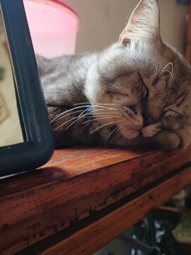 Seekor kucing abu-abu belang sedang tertidur pulas dengan mata terpejam di atas meja kayu. Wajahnya terlihat sangat santai dan menggemaskan, dengan kedua kaki depan terlipat di bawah dagu. Di sampingn