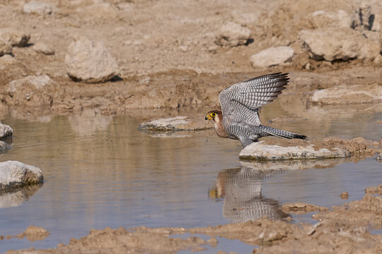 Red-necked Falcon (Falco chicquera) flying down to drink at a. waterhole in Etosha National Park, Namibia