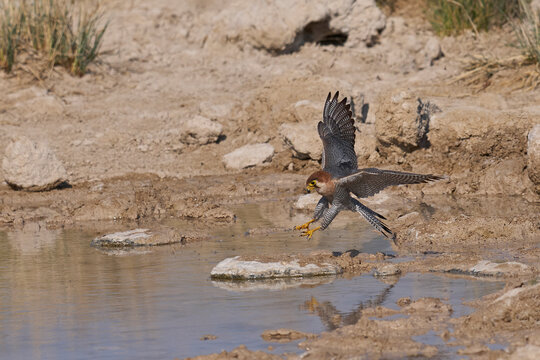 Red-necked Falcon (Falco chicquera) flying down to drink at a. waterhole in Etosha National Park, Namibia