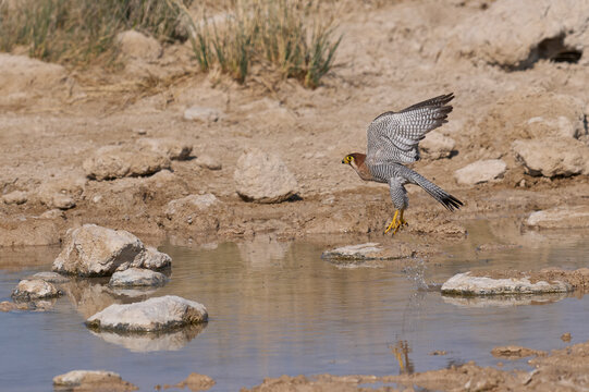 Red-necked Falcon (Falco chicquera) flying down to drink at a. waterhole in Etosha National Park, Namibia