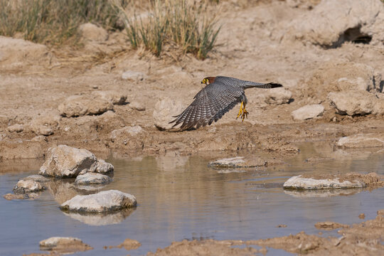 Red-necked Falcon (Falco chicquera) flying down to drink at a. waterhole in Etosha National Park, Namibia