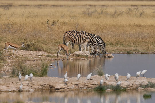 Wildlife drinking at a waterhole in Etosha National Park, Namibia