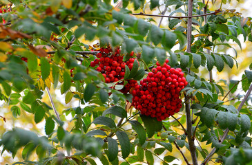 Rowan Tree with Red Berries in Autumn, Sorbus aucuparia © Irina