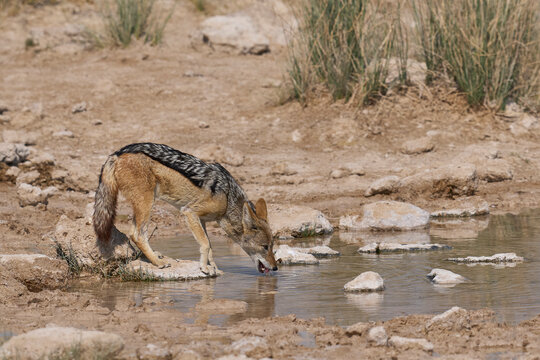 Black-backed Jackal (Canis mesomelas) drinking at a waterhole in Etosha National Park, Namibia