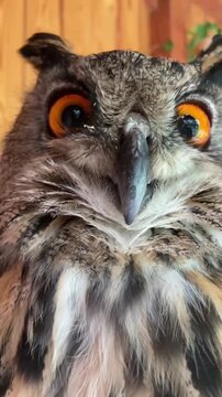 Owl with bright orange eyes staring forward