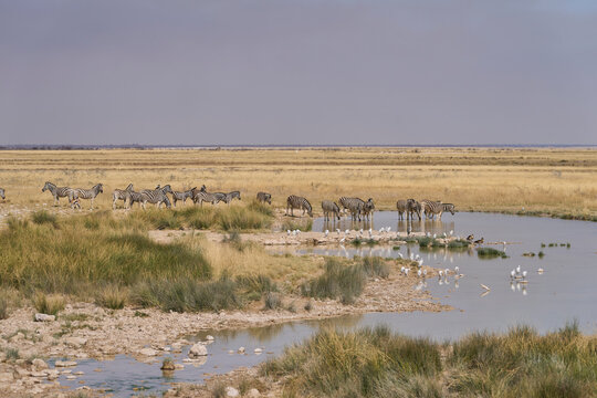 Wildlife drinking at a waterhole in Etosha National Park, Namibia
