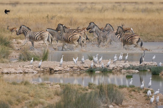 Wildlife drinking at a waterhole in Etosha National Park, Namibia