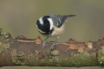 Coal tit bird (Periparus ater) perched on a mossy tree branch in the forest © Badr